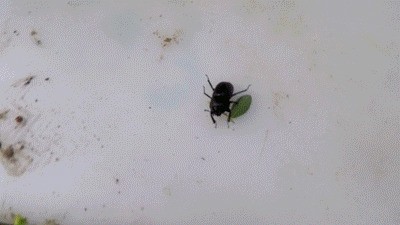 Big Shit On The Bug