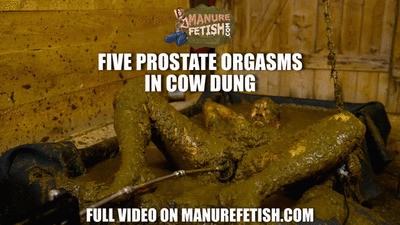 Five prostate orgasm in cow dung