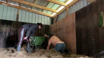  new chaste stable boy at work