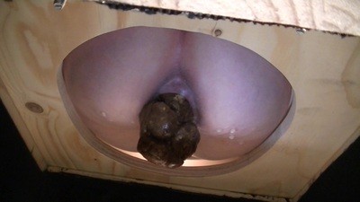 Slave,now,you`re pissed and shitted on