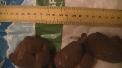 Shit a sausage and measure it